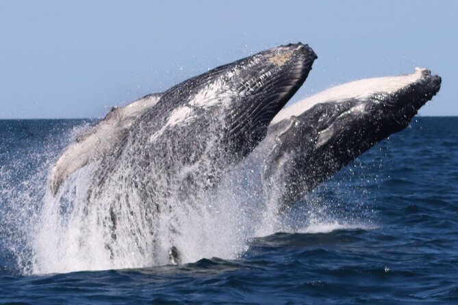 Whale Watching Terrigal - Price, timing, and what you get for $132.42