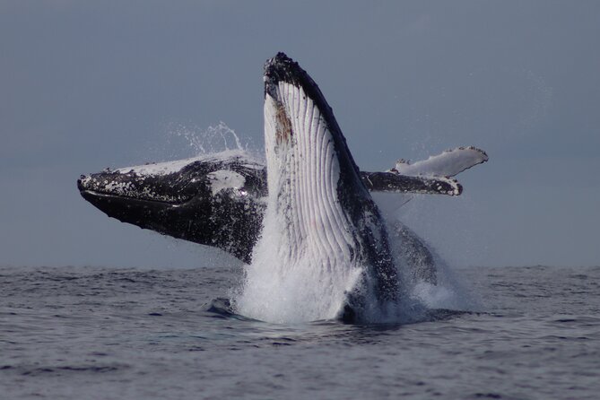 Whale Watching Terrigal - Practical clothing and boarding advice