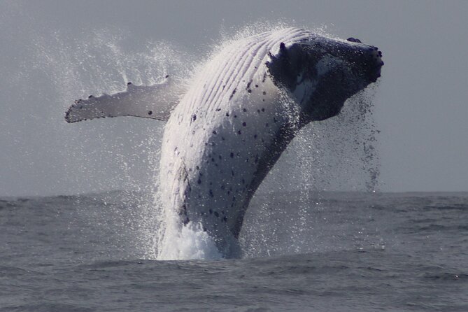 Whale Watching Terrigal - What the one-hour route includes