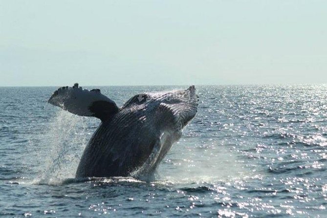 Whale Watching The Best Of Puerto Vallarta - Why Banderas Bay is the right setting