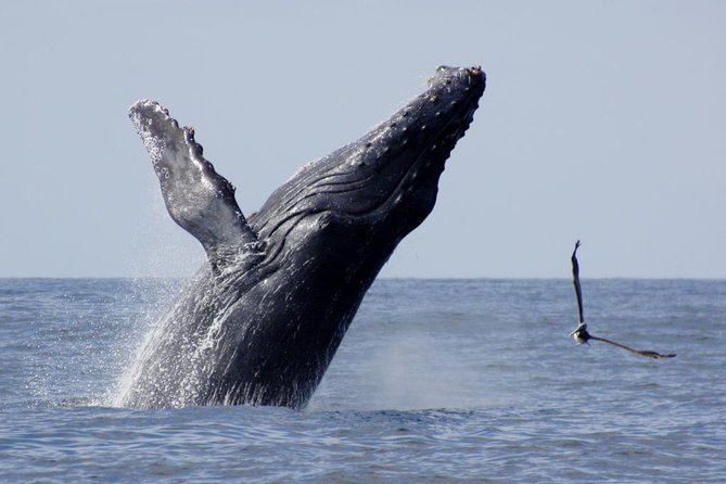 Whale Watching The Best Of Puerto Vallarta - What the three-and-a-half-hour trip feels like