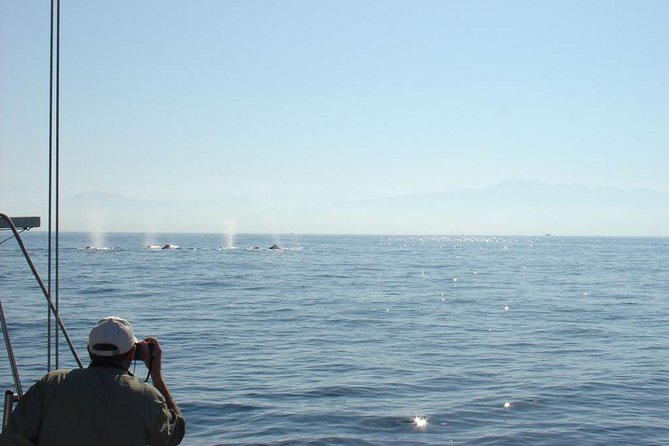 Whale Watching The Best Of Puerto Vallarta - The whale sightings are the whole point