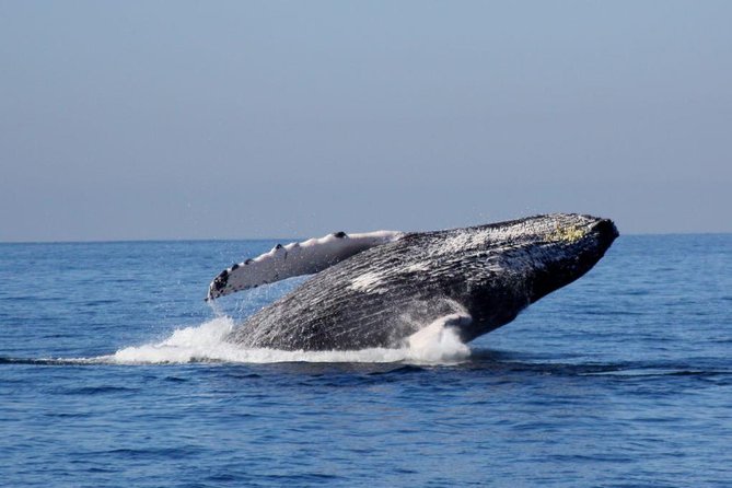 Whale Watching The Best Of Puerto Vallarta - Leaving Marina Vallarta for the bay