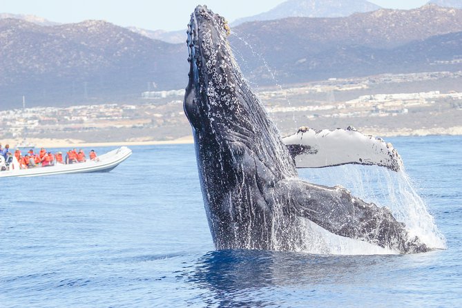 Whale Watching, The Famous Arch and Fast Boat Tour in Los Cabos - Why this Cabo whale tour is worth considering
