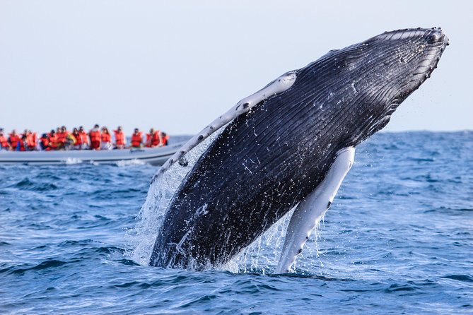Whale Watching, The Famous Arch and Fast Boat Tour in Los Cabos - Returning by the Arch, Lovers Beach, and sea lions