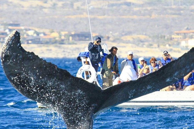 Whale Watching, The Famous Arch and Fast Boat Tour in Los Cabos - What the two-hour promise really means