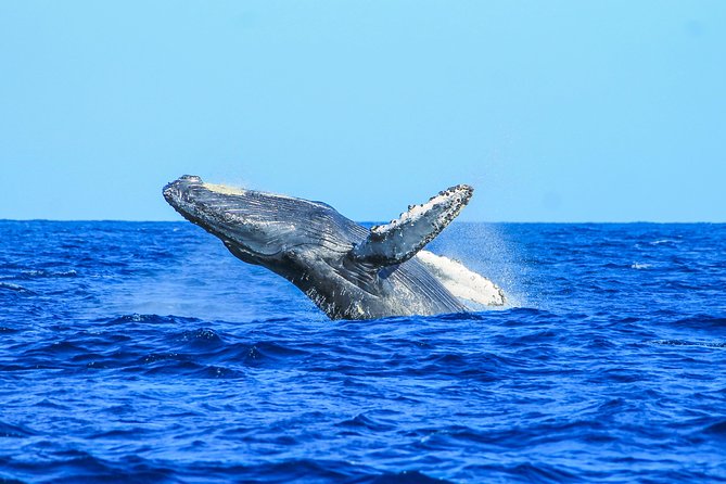 Whale Watching, The Famous Arch and Fast Boat Tour in Los Cabos - Who will enjoy this boat trip most