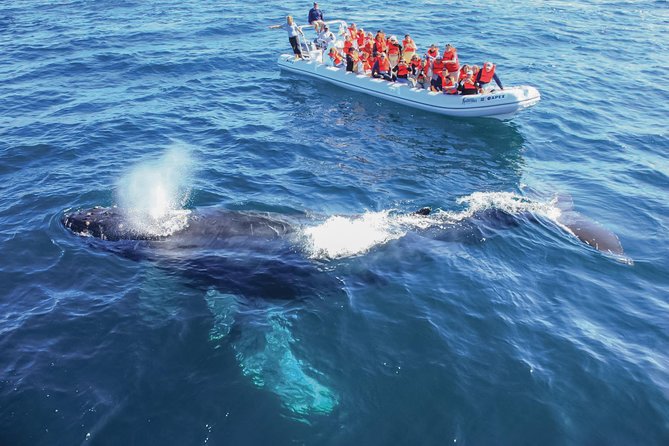 Whale Watching, The Famous Arch and Fast Boat Tour in Los Cabos - Getting from your hotel to the marina