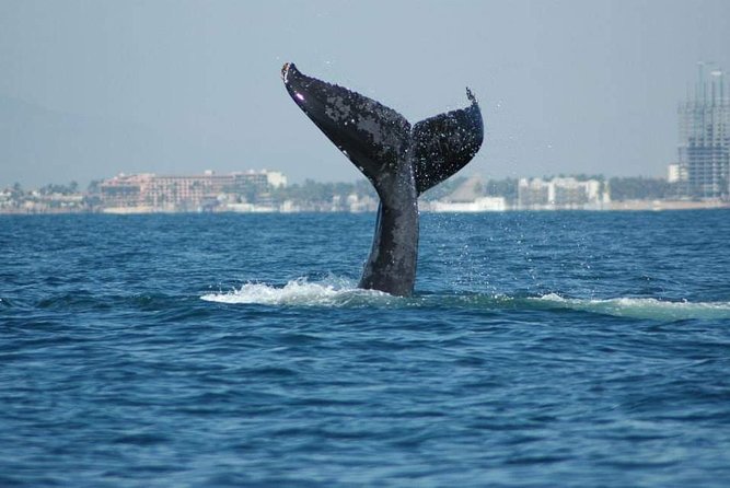 Whale Watching Tour - Key points to know before you book