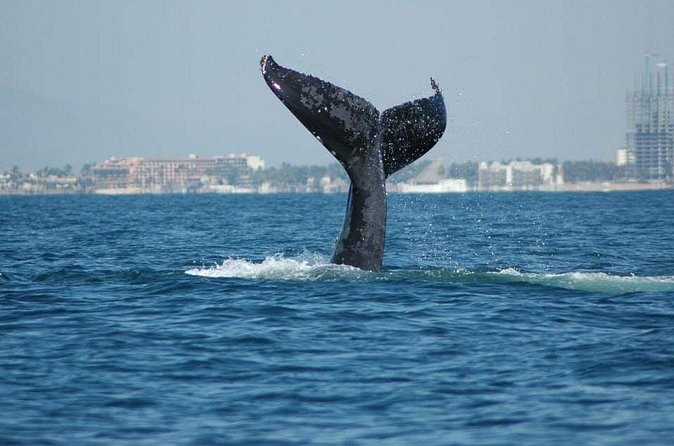 Whale Watching Tour - Wildlife you may see in Monterey Bay