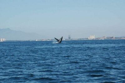 Whale Watching Tour