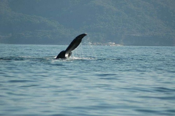 Whale Watching Tour - The crew, commentary, and finding the best view