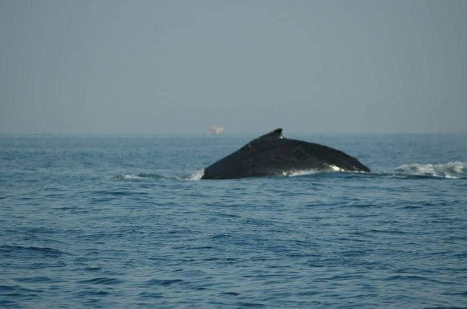 Whale watching tour - The missing restroom matters