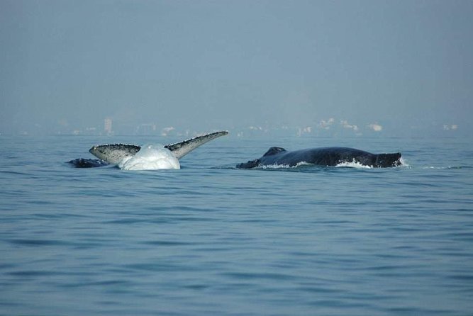 Whale watching tour - How the private format helps families