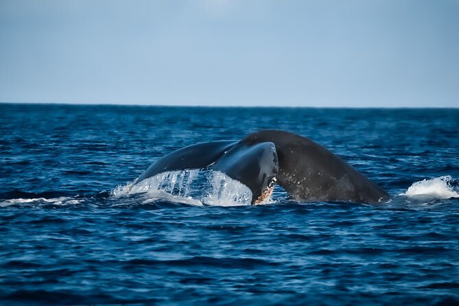 Whale Watching Tour - Big Island, Hawaii - Key details before you book