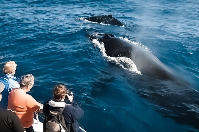 Whale Watching Tour - Big Island, Hawaii - The crew makes the difference