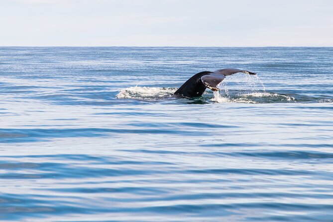 Whale Watching Tour from Akureyri City Central - What the 2.5-hour route feels like