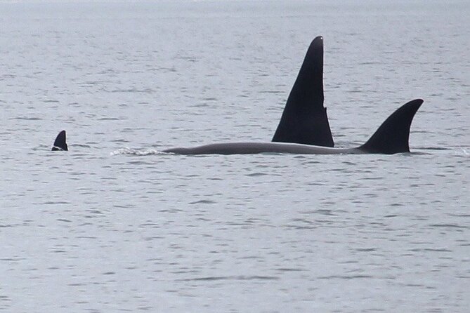 Whale Watching Tour from Anacortes - Key points before you book