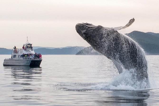 Whale Watching Tour from Anacortes - Orcas, humpbacks, and the wildlife search