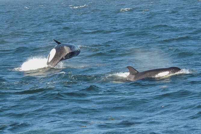 Whale Watching Tour from Anacortes - Crossing into the San Juan Islands
