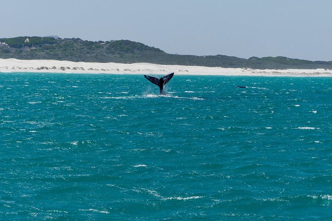 Whale Watching Tour from Cape Town - Why Hermanus makes a strong whale-watching base