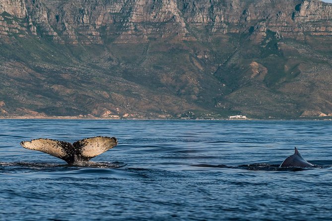 Whale Watching Tour from Cape Town - Harold Porter Botanical Garden and Fernkloof Nature Reserve