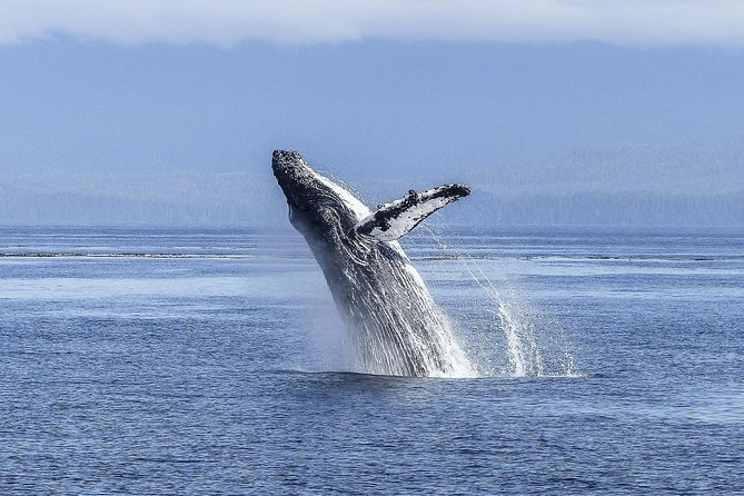 Whale Watching Tour from Cape Town - The Cape coast on the way from Cape Town