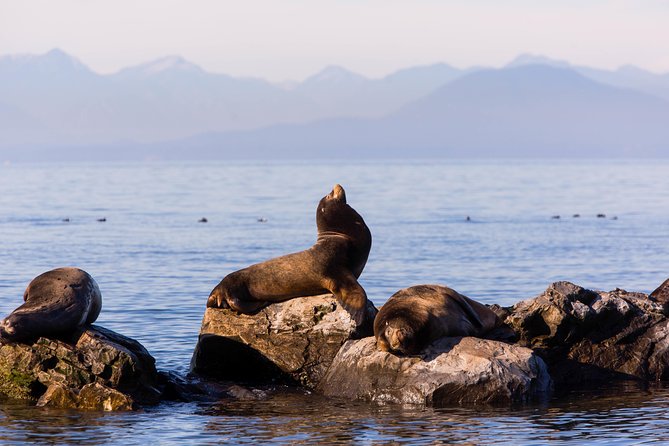 Whale-Watching Tour from Vancouver - From Vancouver hotels to Steveston’s fishing wharf