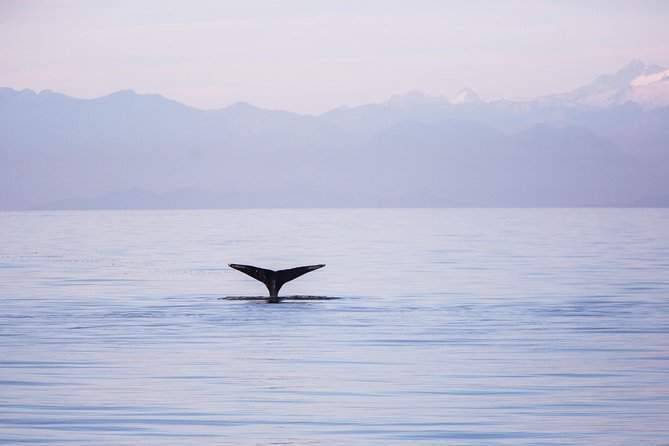 Whale-Watching Tour from Vancouver - Searching for orcas among the Gulf Islands