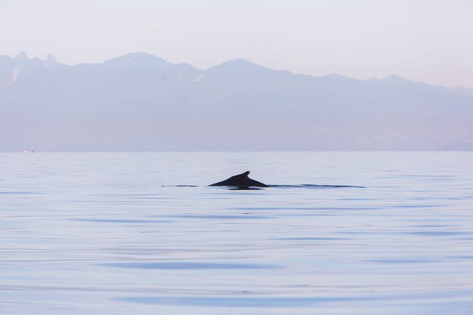Whale-Watching Tour from Vancouver - How the $157.09 price measures up