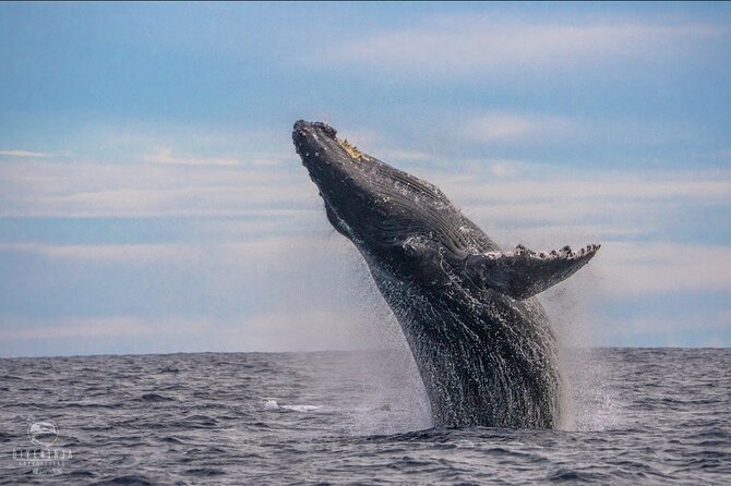 Whale Watching Tour in Cabo San Lucas - Key points to know before you book