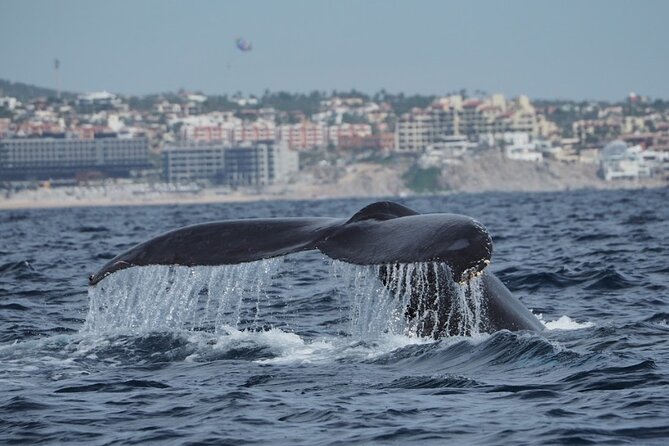 Whale Watching Tour in Cabo San Lucas - Is $85 a fair price?