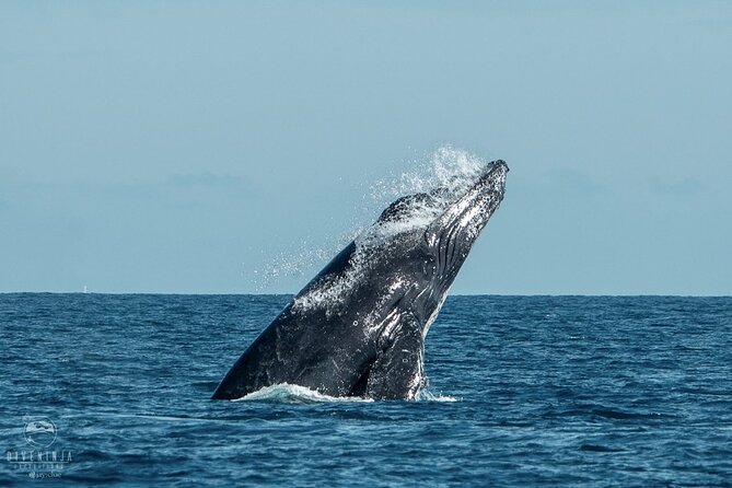 Whale Watching Tour in Cabo San Lucas - Who will enjoy this Cabo whale trip most?