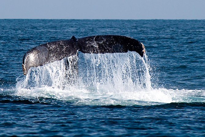 Whale Watching Tour in Glass Bottom Boat (VisitA Cabo) - El Arco and the first look at Cabo’s coast