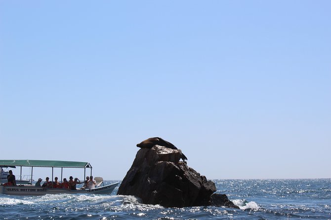 Whale Watching Tour in Glass Bottom Boat (VisitA Cabo) - Whale watching in the Sea of Cortez