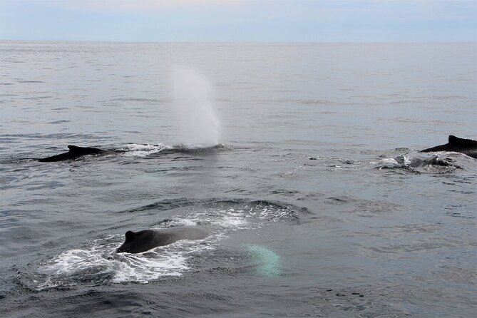 Whale Watching Tour in Gloucester - Leaving Gloucester aboard the Hurricane II