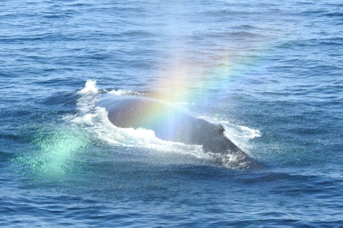 Whale Watching Tour in Gloucester - Why the naturalist guides matter