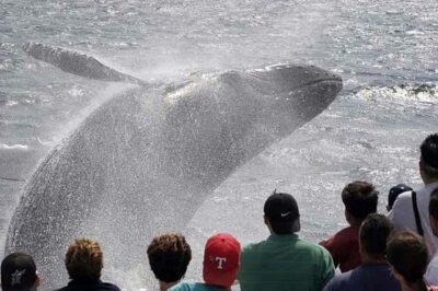 Boston: City Cruises Whale Watching Cruise