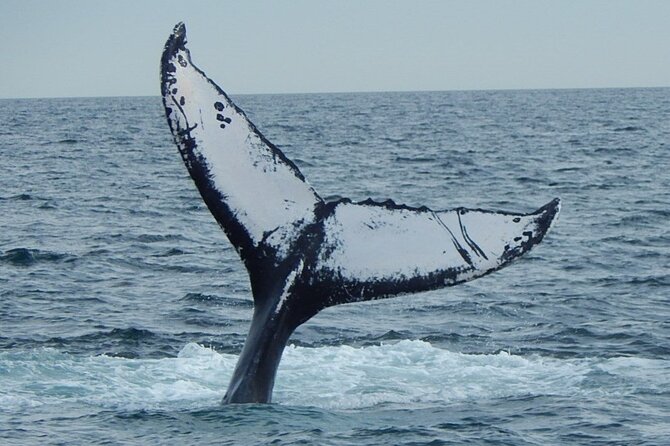Whale Watching Tour in Gloucester - Is $48 good value?