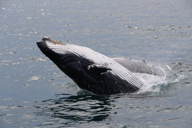 Whale Watching Tour in Gloucester - Who will enjoy this Gloucester whale watch?