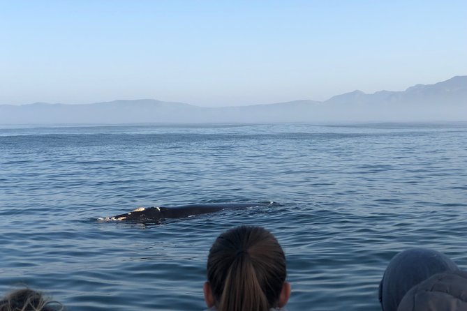 Whale Watching Tour in Hermanus with Hotel Pickup - Is $215.84 a fair price?