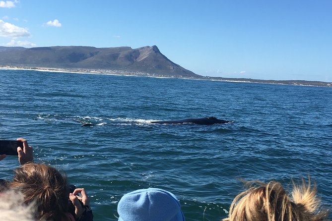 Whale Watching Tour in Hermanus with Hotel Pickup - Who will enjoy this Hermanus day most?