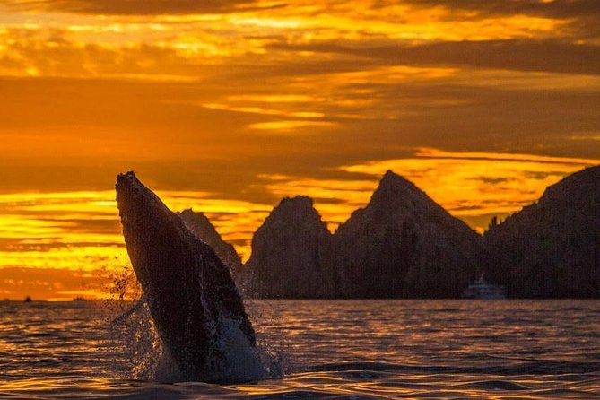 Whale Watching Tour in Los Cabos - Key points before you book