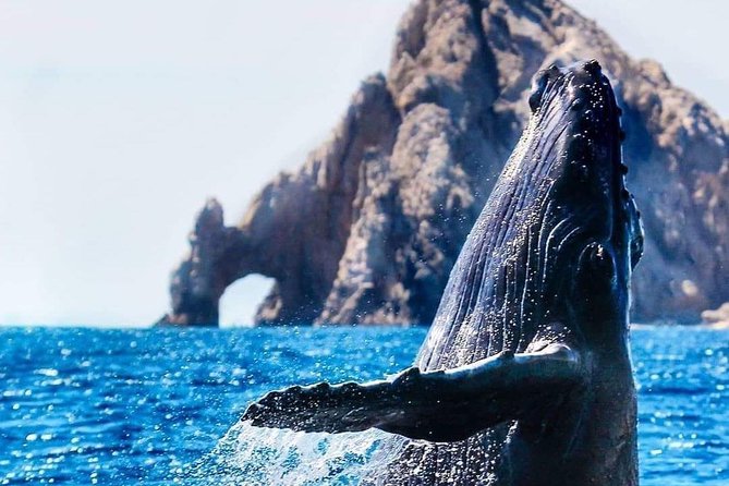 Whale Watching Tour in Los Cabos - Searching for gray whales and humpbacks