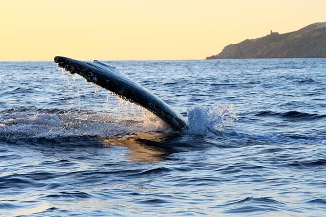 Whale Watching Tour in Los Cabos - Is $97 a fair price in Cabo?
