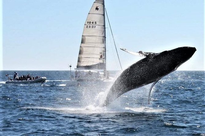 Whale Watching Tour in Los Cabos - Weather, comfort, and practical concerns
