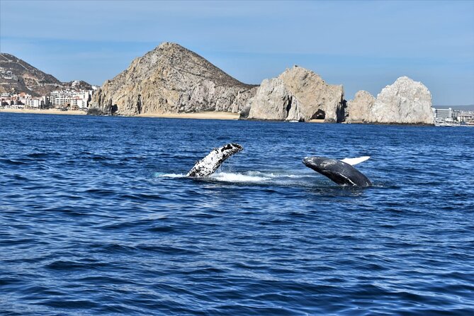Whale Watching Tour in Los Cabos - Responsible whale watching matters