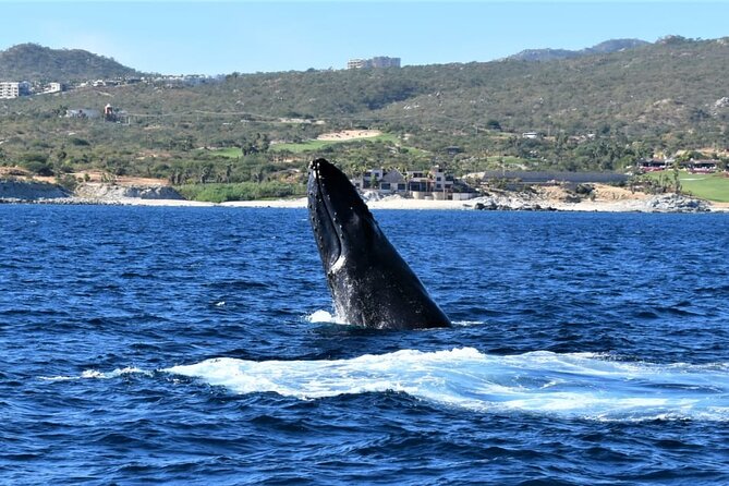 Whale Watching Tour in Los Cabos - Is two hours long enough?