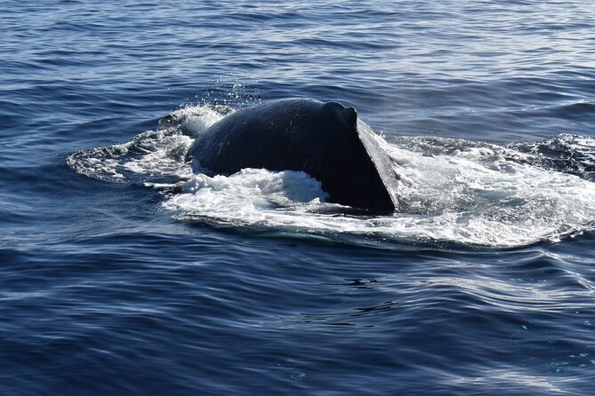 Whale Watching Tour in Los Cabos - What the $60 price really buys