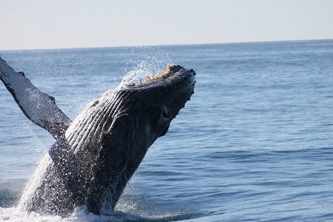Whale Watching Tour in Los Cabos - Cruising past the Arch and through the bay